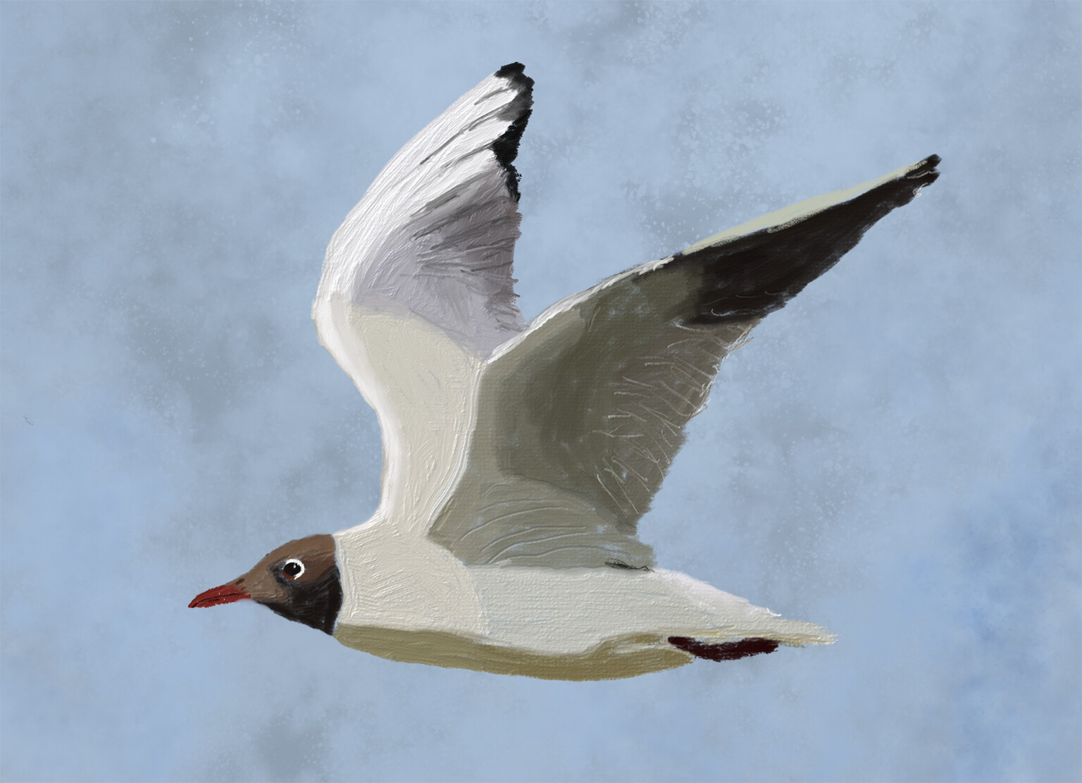 Black headed gull